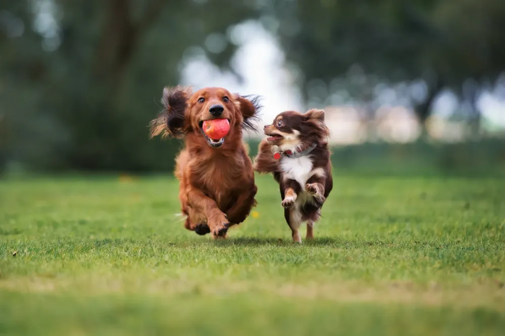 Espaces adaptés pour les chienswebp