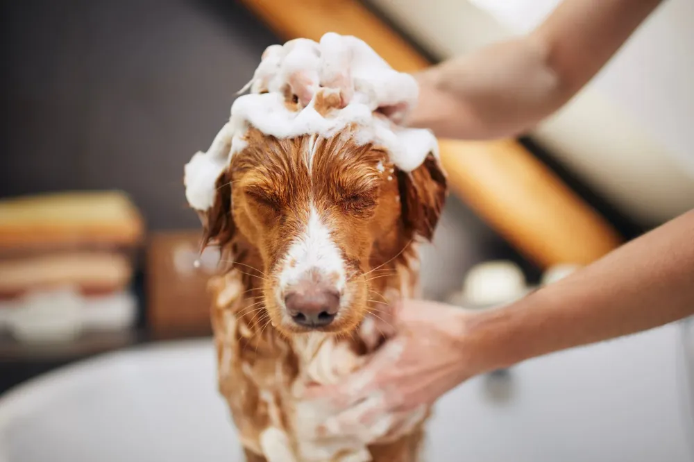 Service nettoyage pour chien
