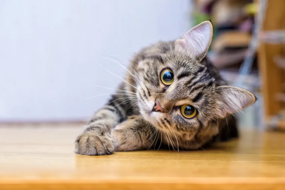 Toilettage et transport chat