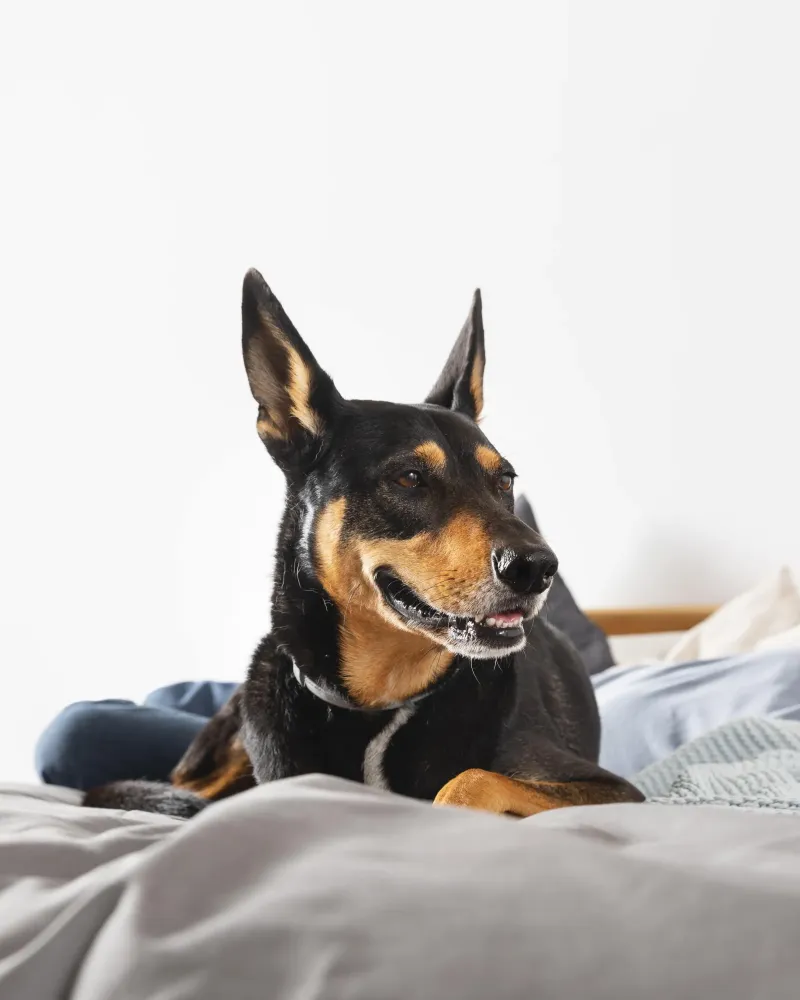 Pension chien