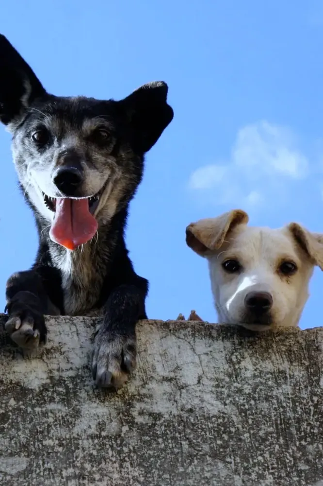 Garderie d'animaux à Saint-Pons