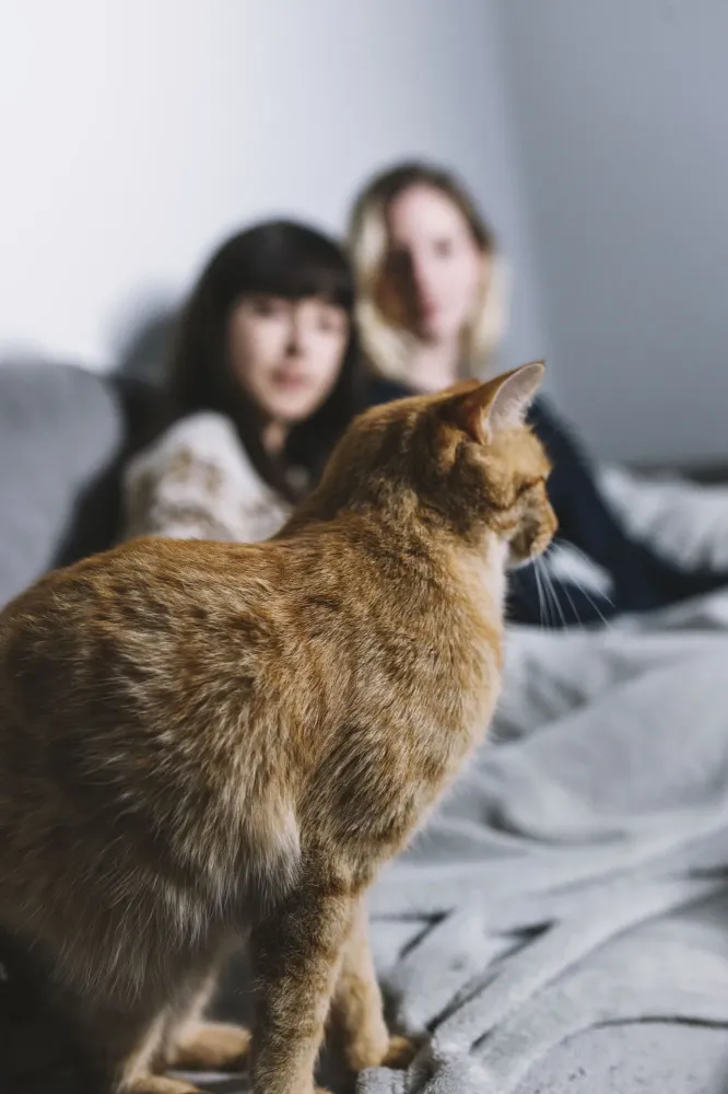 Garde de chat à Saint-Pons